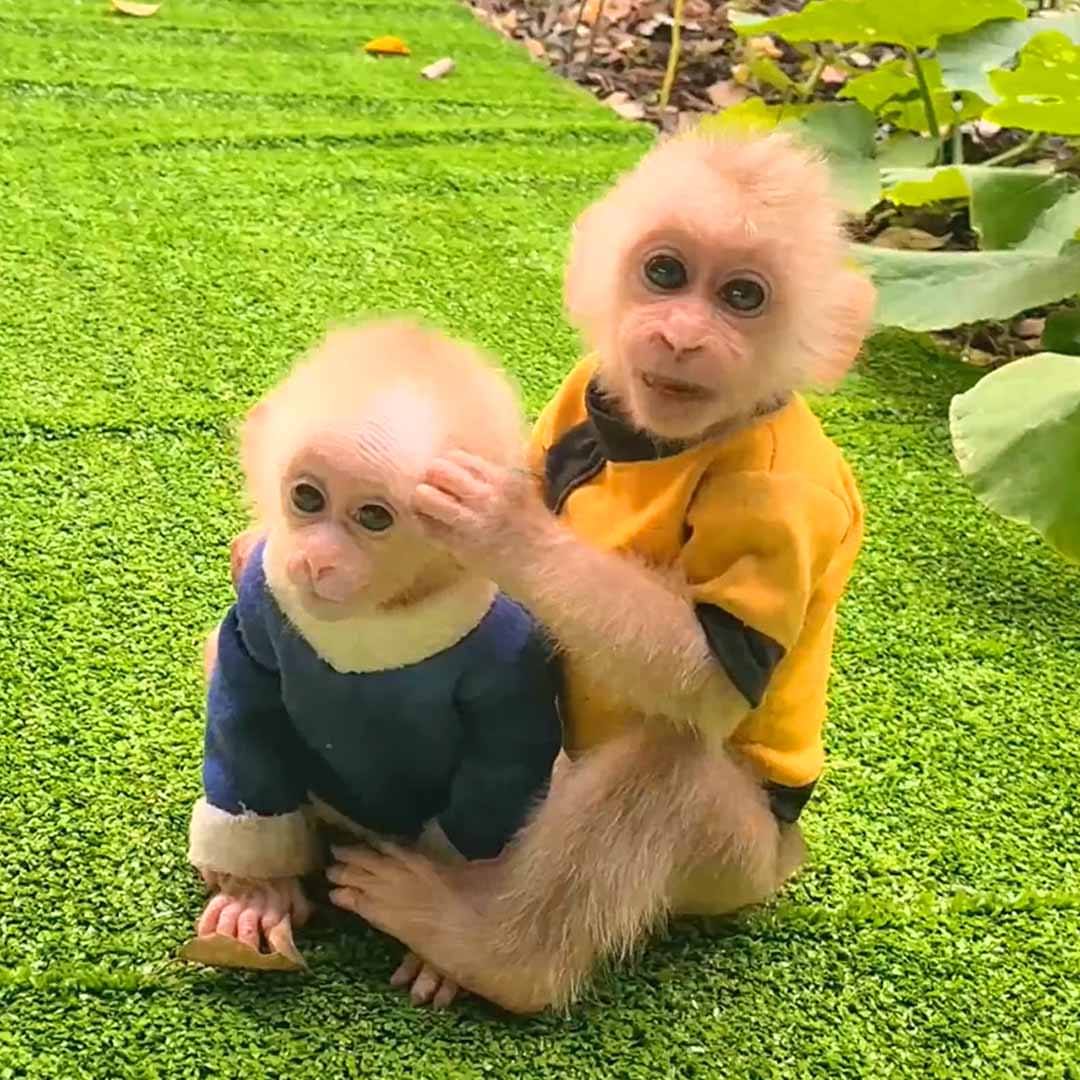 Child Monkey Ruby and MiMi glad to eat dinner | wildlife, dinner ...