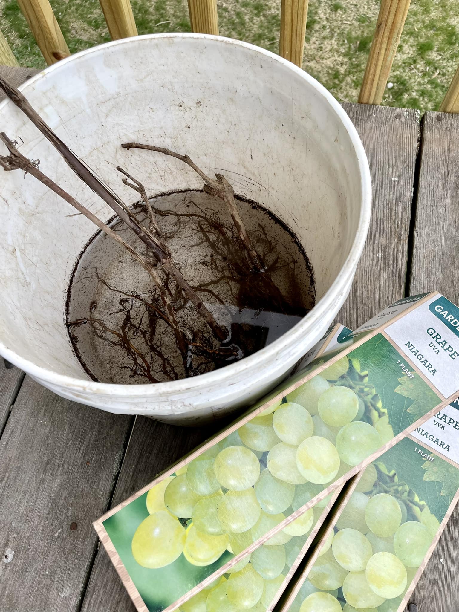 Has anyone grown Aldi's Ninja Grape plant successfully?