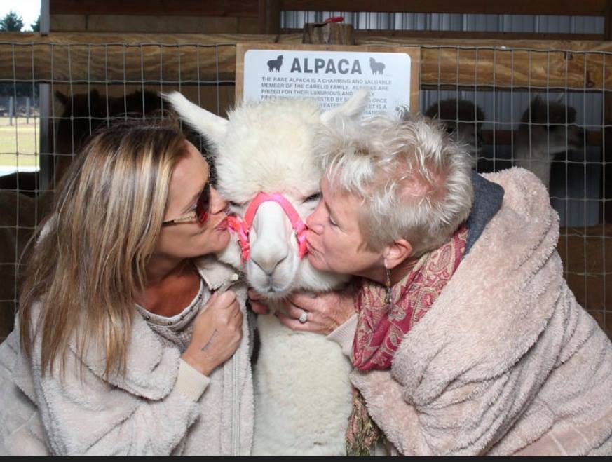 The Earth Angels for Dementia Alpaca... - Penn Memory Center