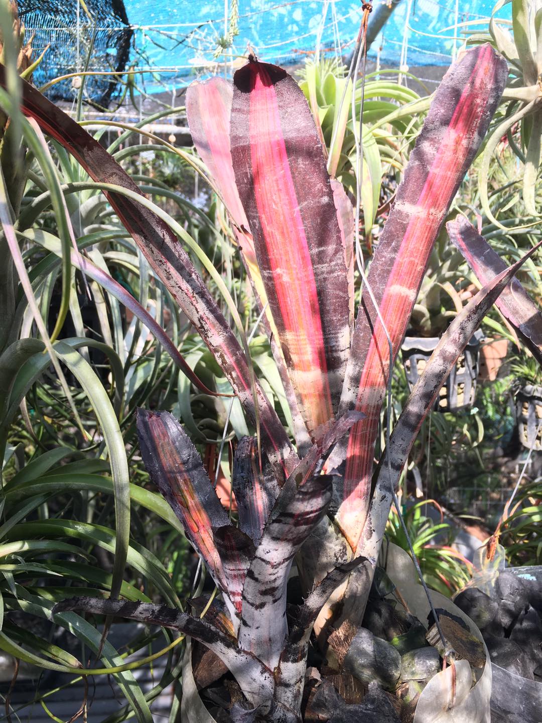 ブロメリア・エアープランツ Neoregelia Roberto Menescal Neoregelia 'Roberto Menescal' (C. Skotak)