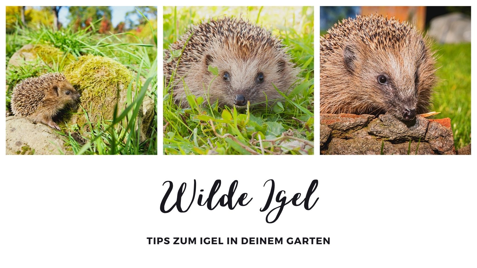 Wilde Igel | Stadt Neukirchen-Vluyn