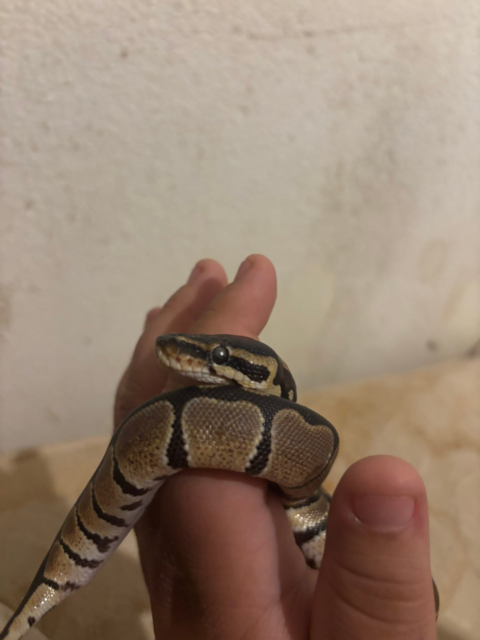 vitamin b12 injection for a ball python New owner seeking advice on care sheep and swine as cat vitamin injection What happens if you SIZE:100ml