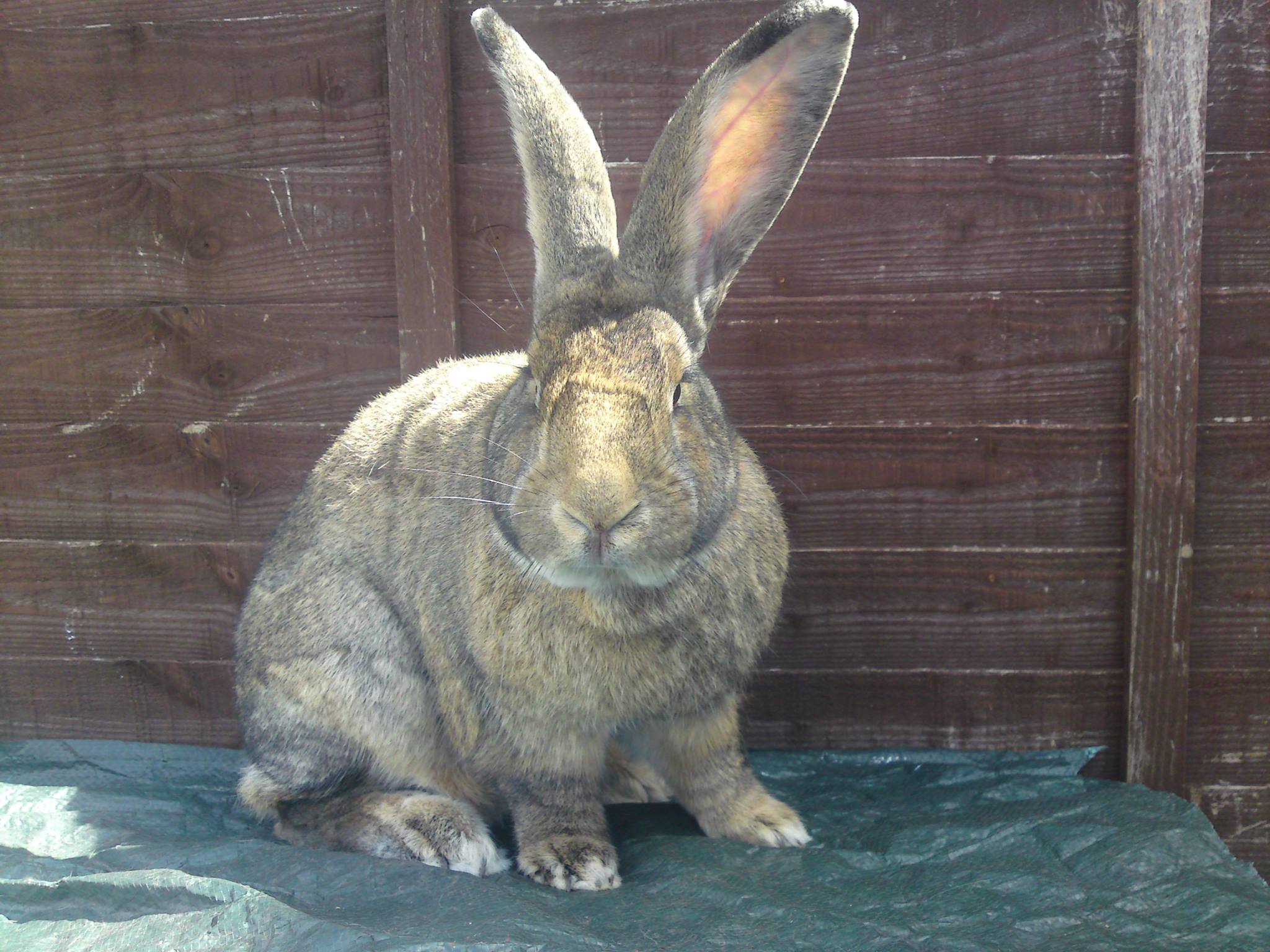 Cheshire rabbit rescue