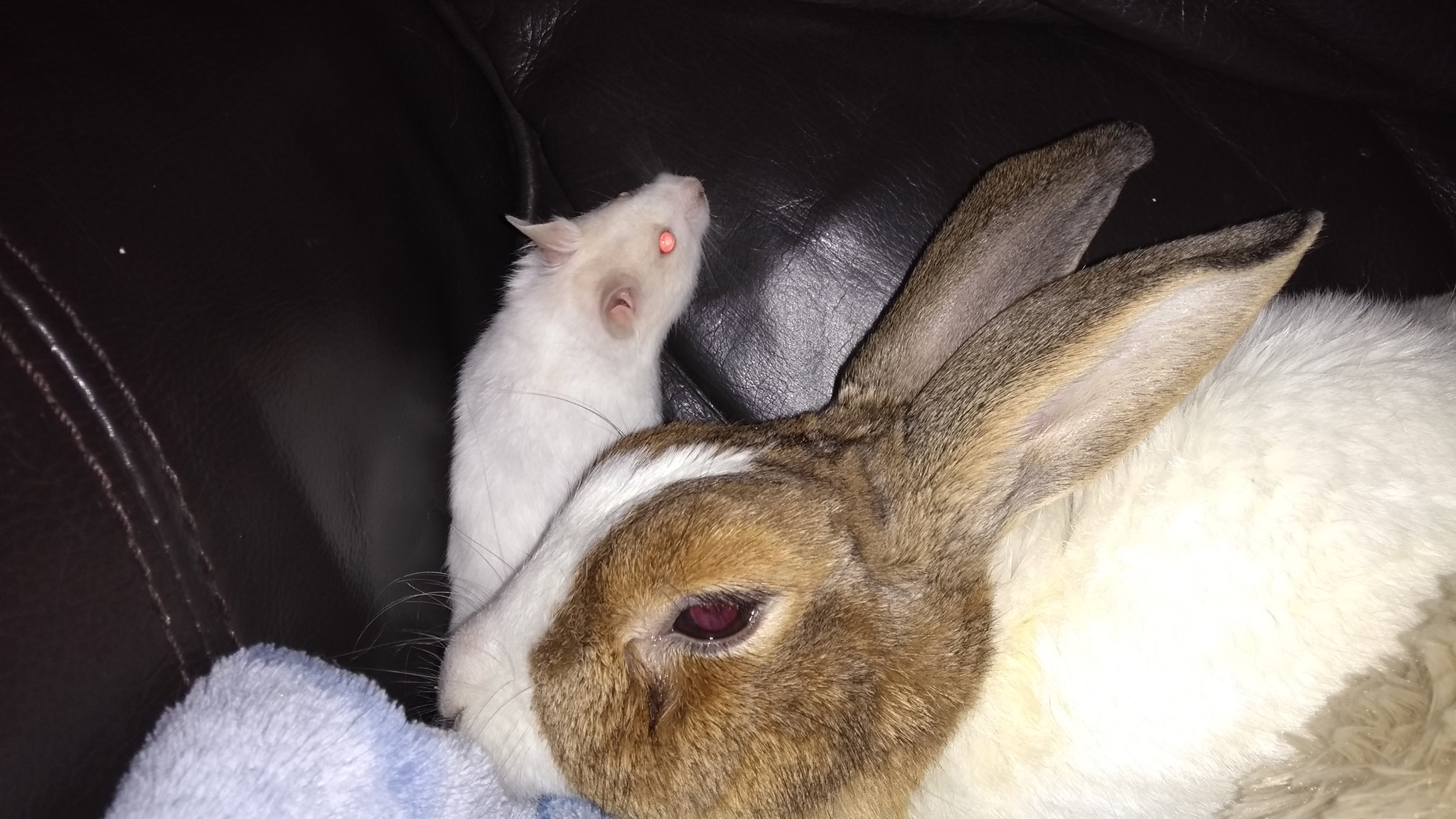 Sandy the Rabbit