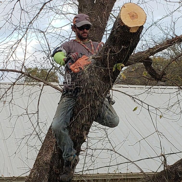Out on a limb tree service and care
