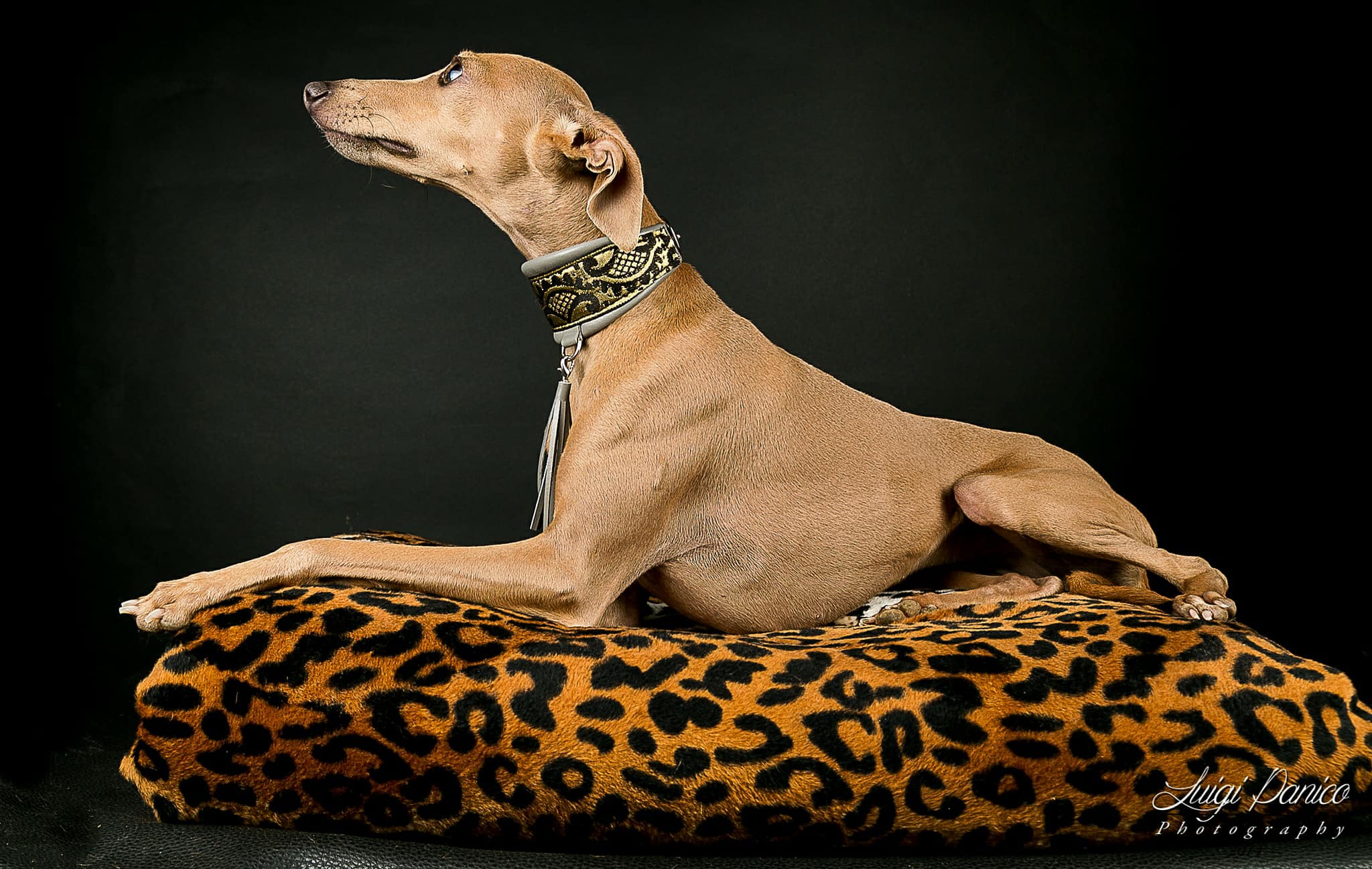 Cinofilia: Expo, Prove ENCI e schede delle razze canine - Lupavaro I ...