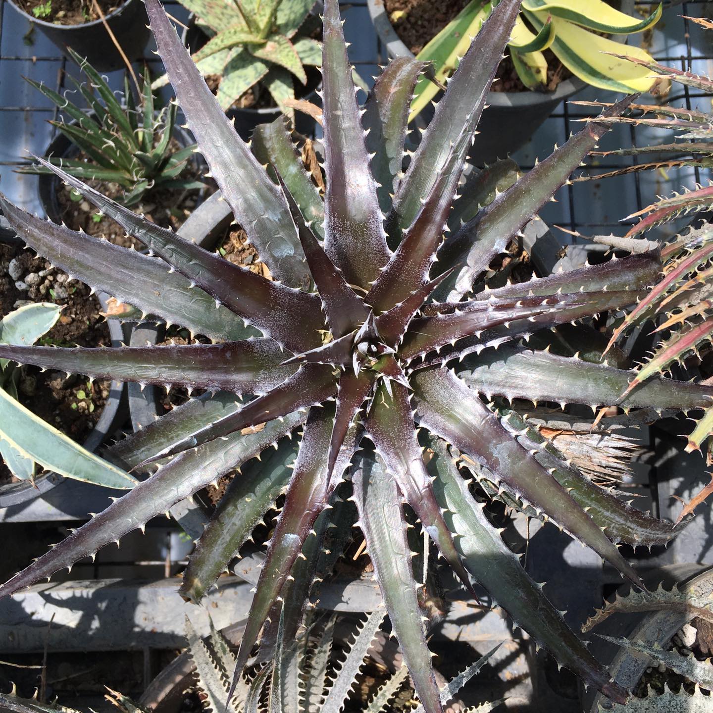 Dyckia fosteriana senges black is rugged ! And it has a unique