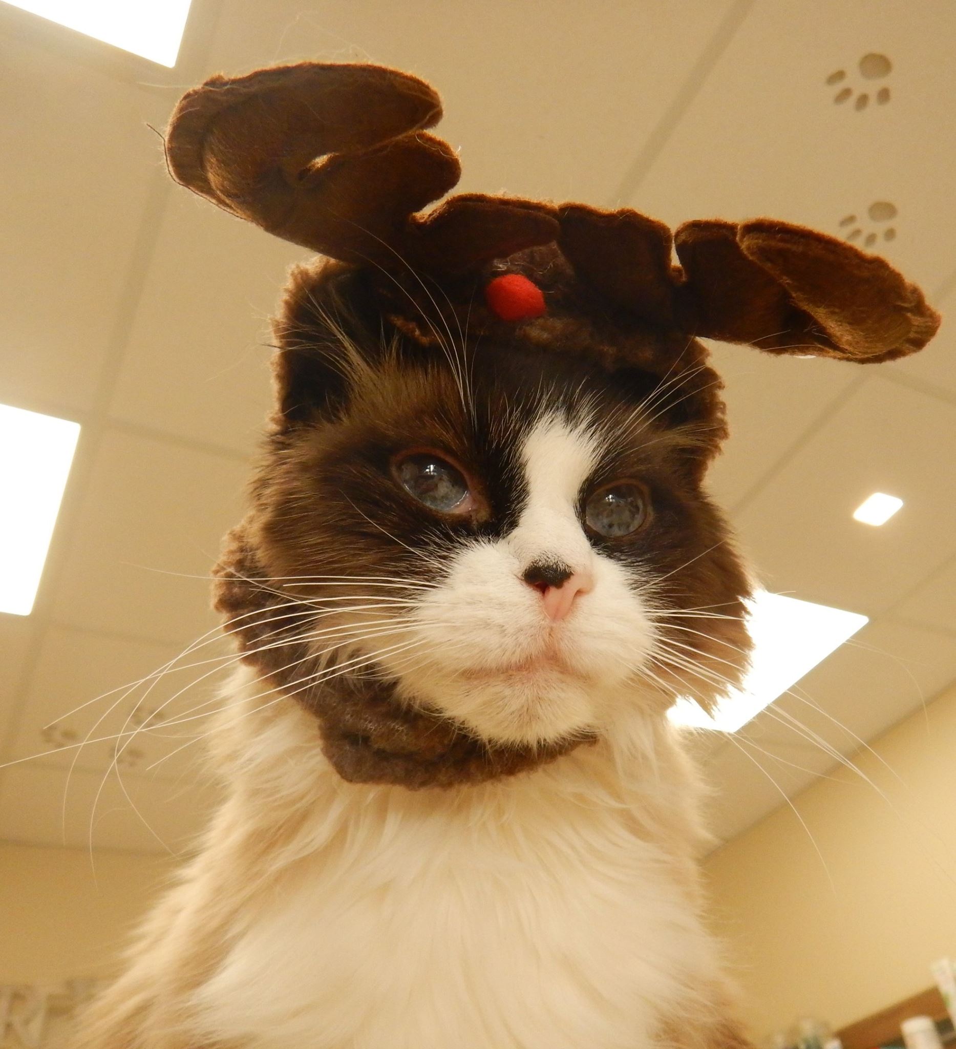 Do you dress your cat or dog up for Christmas pictures? 🎄🐶🐱