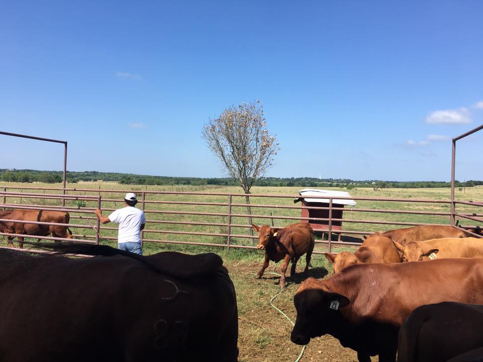 Tuna Rosa Ranch - Beautiful day to work a few Bulls