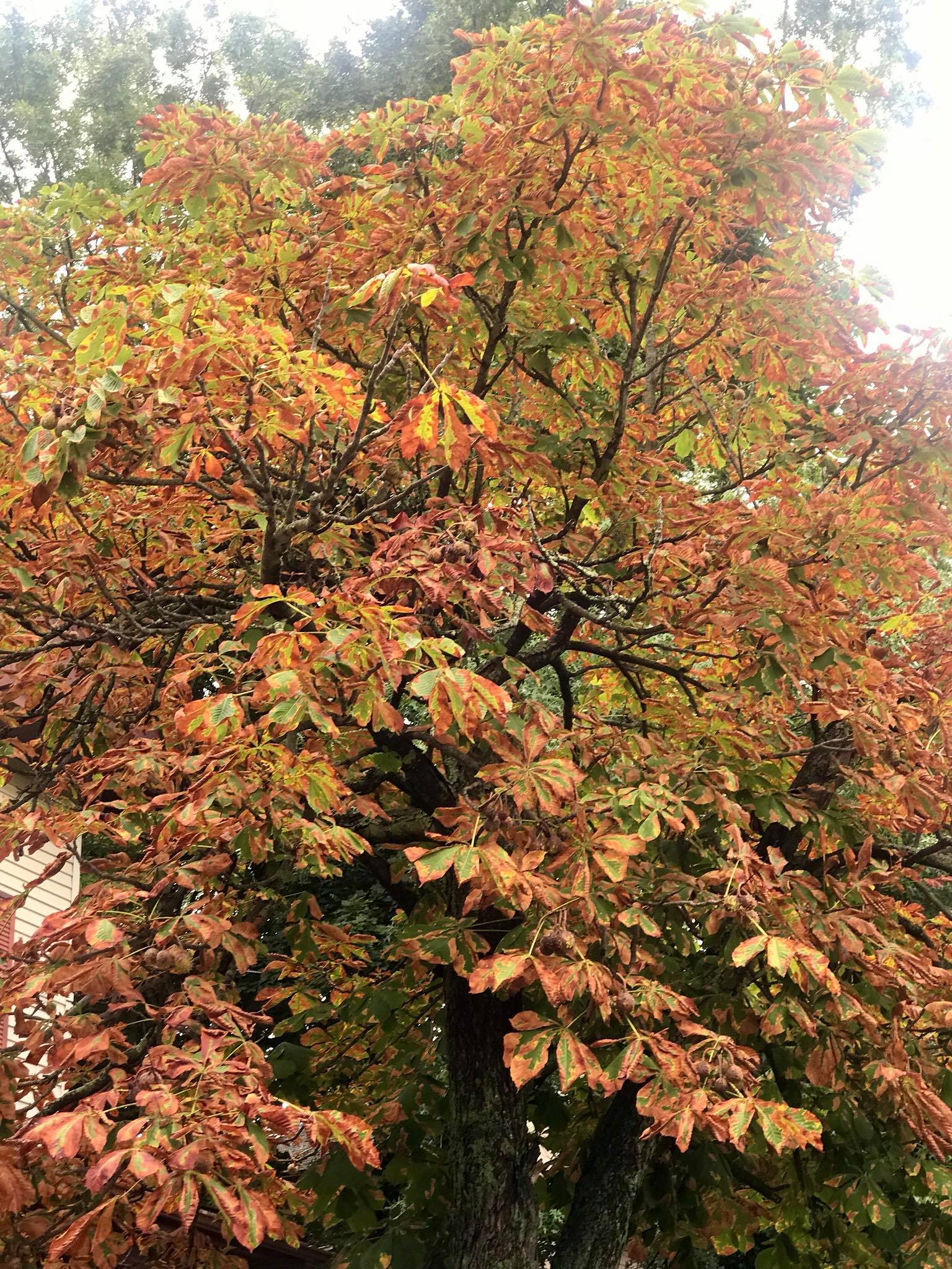 Min's Garden - The autumn leaves are starting to fall...... | Facebook