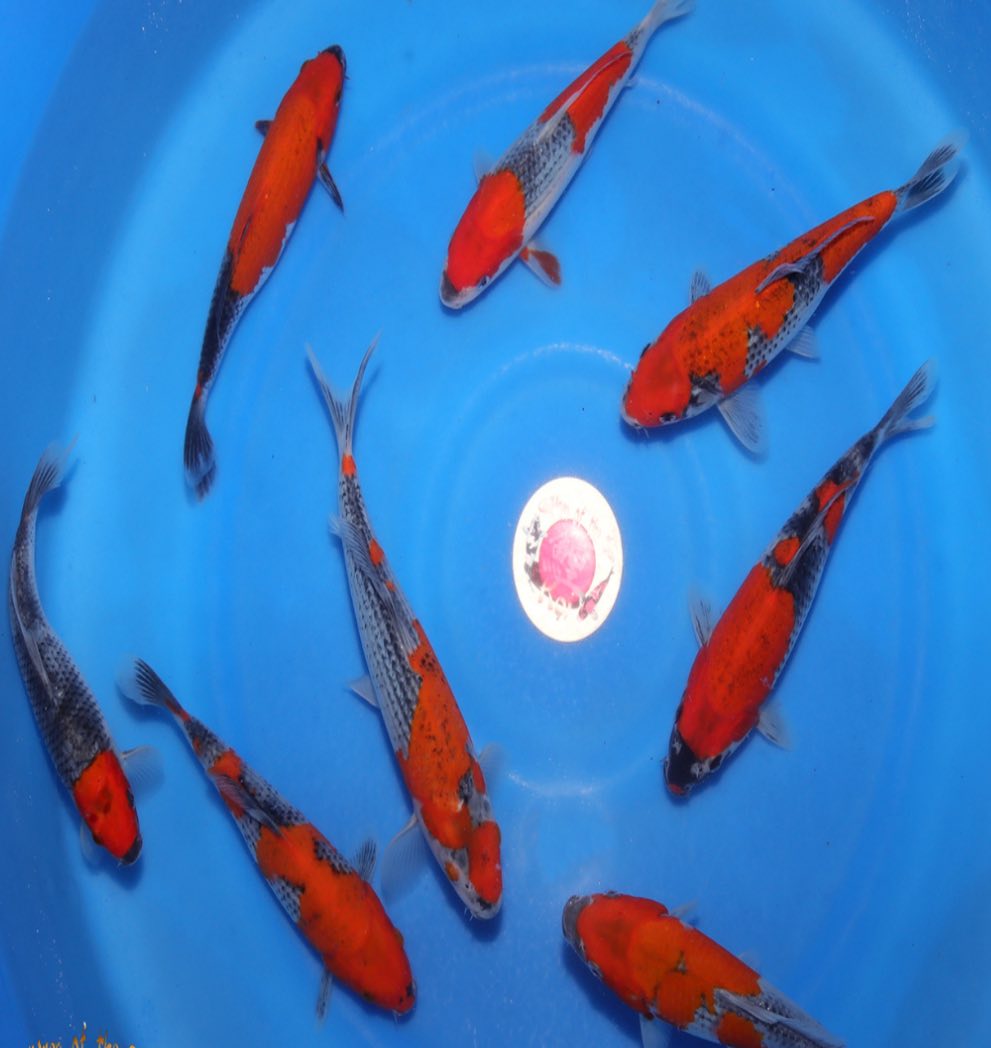 Cichlid Shef