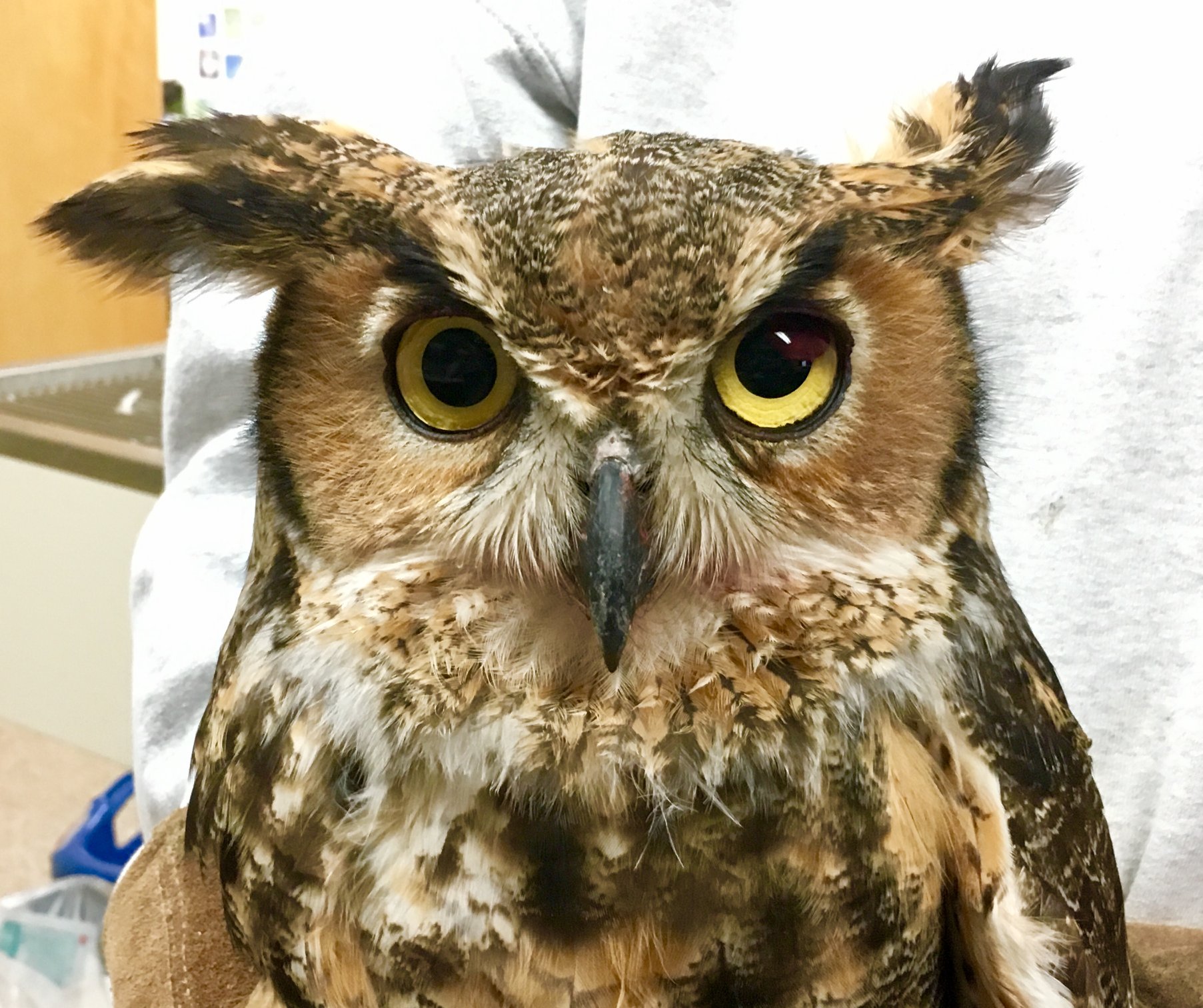 This Great Horned Owl came to... - Blue Ridge Wildlife Center | Facebook