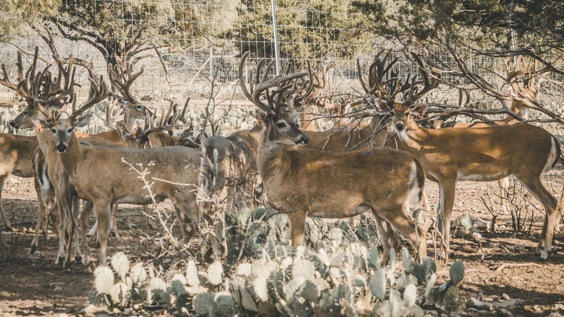 Cedar Hollow Ranch | Strawn TX