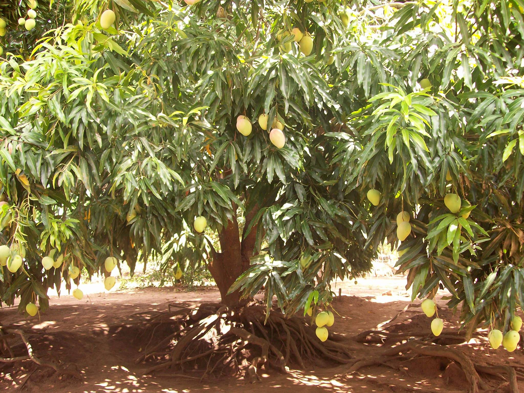 Brejo dos Padres | Tacaratu PE