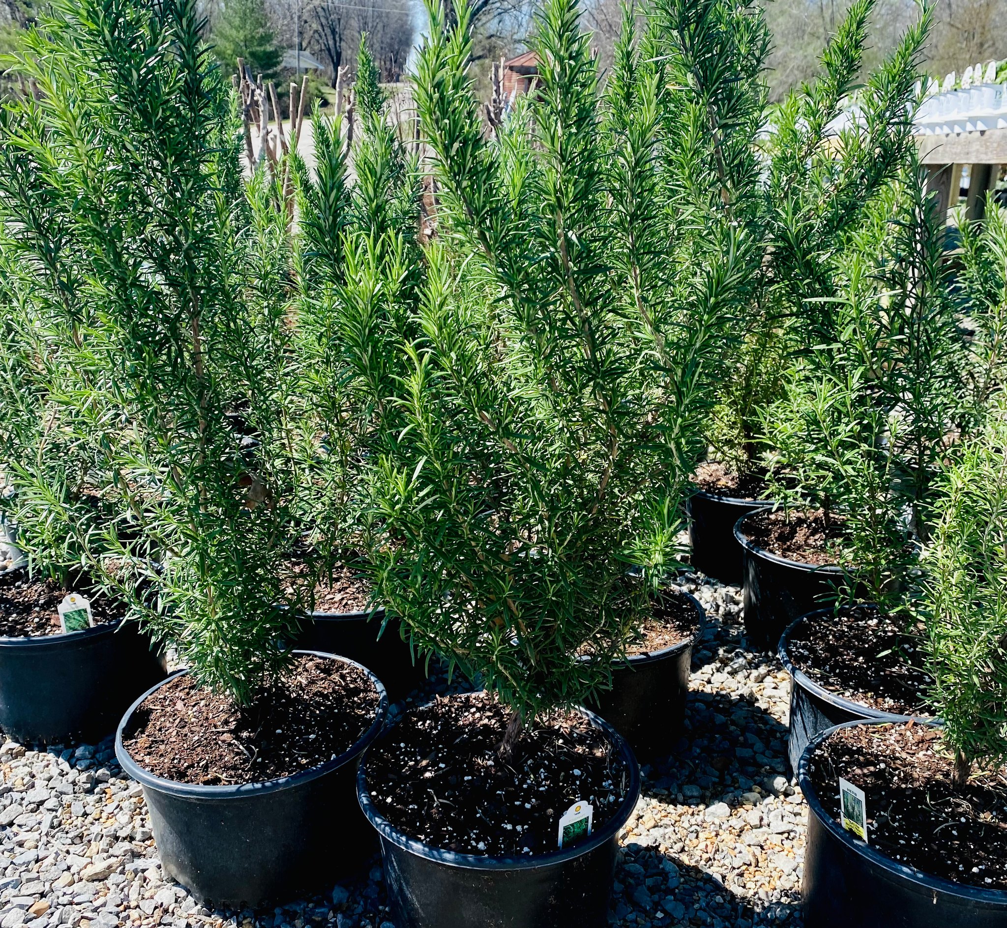 Plant's rosemary 10$ ruda 10$ address 9690 west 17th ST Zion iL