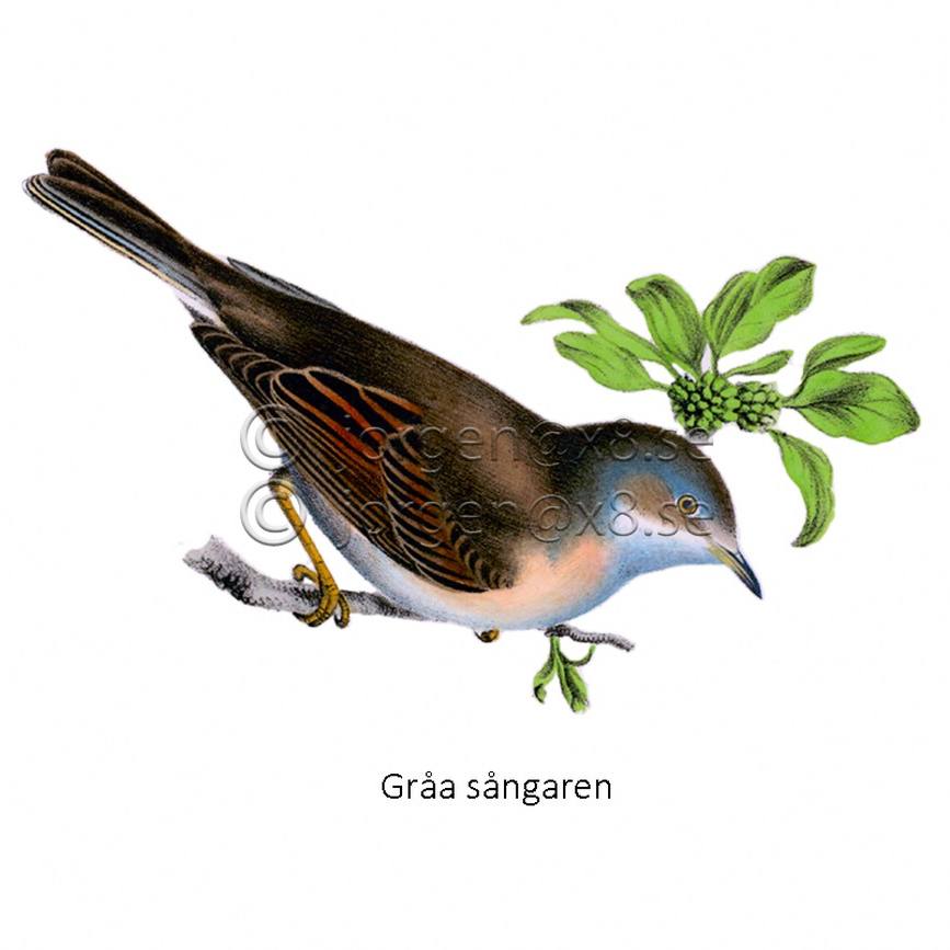 Tema Bilder - #illustrationer #bilder #natur #temabilder #fåglar # ...