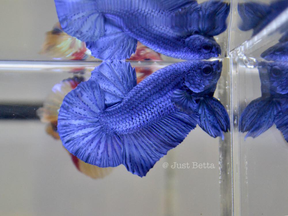 Just Betta Royal Blue Hmpk New Arrivals Whatsapp 8846 8182 To Purchase More Bettas Available Here Www Justbetta Com Click To Join Our Telegram Group Get Updates On