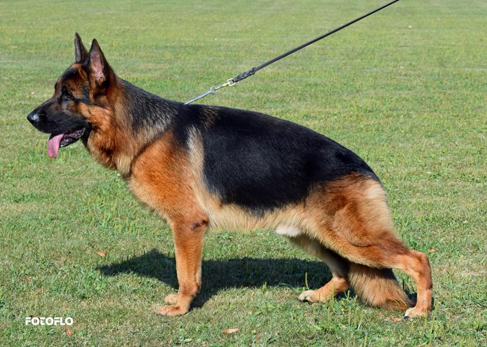 💥 SG1 Conbhairean Rikkor 💥 HD/ED... - Kennel Conbhairean | Facebook