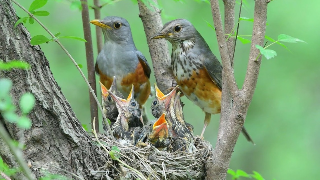 Review bird daily life in the nest, mother bird and baby bird life with ...