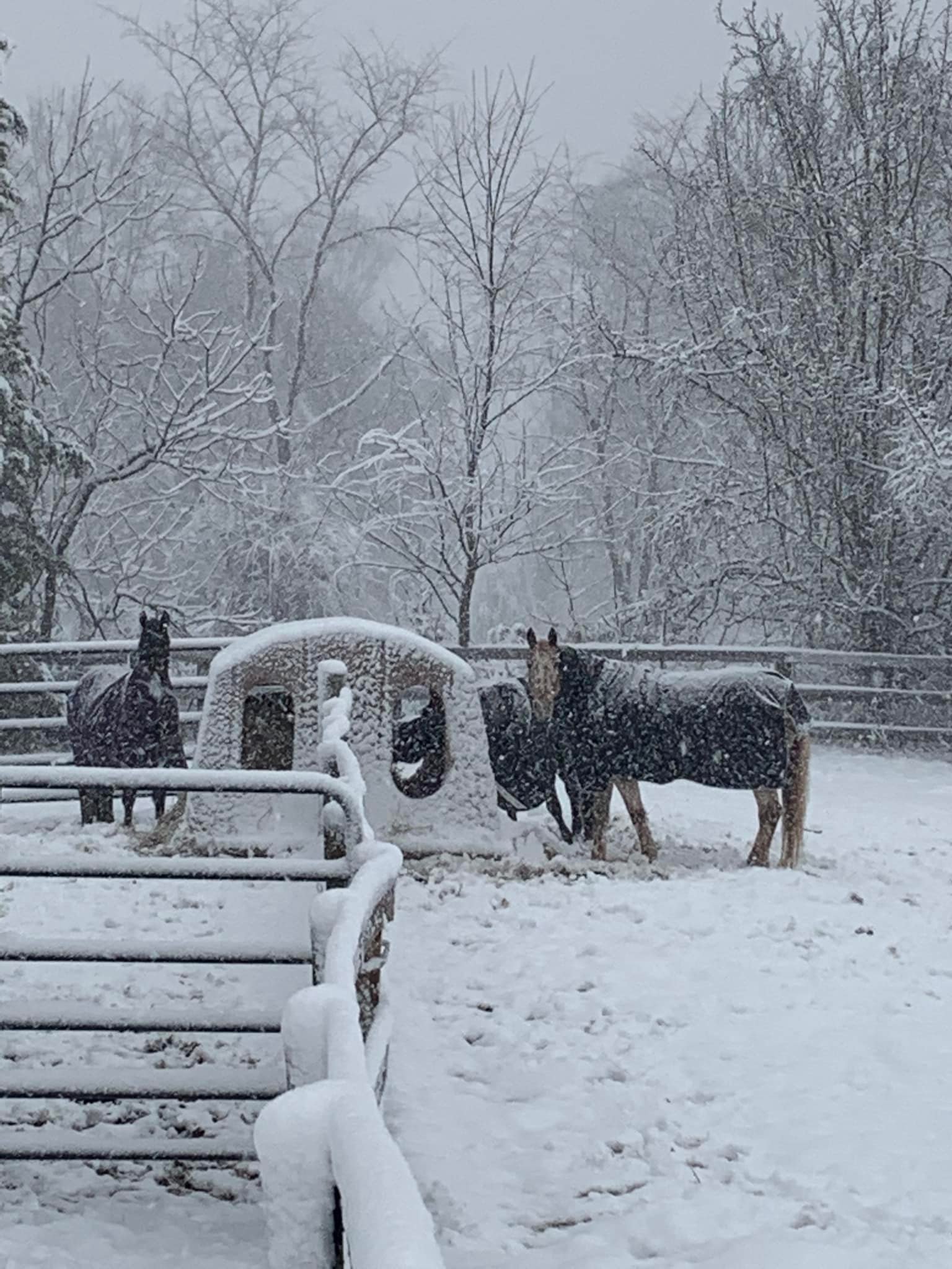 Bella Vita Stables | Catharpin VA