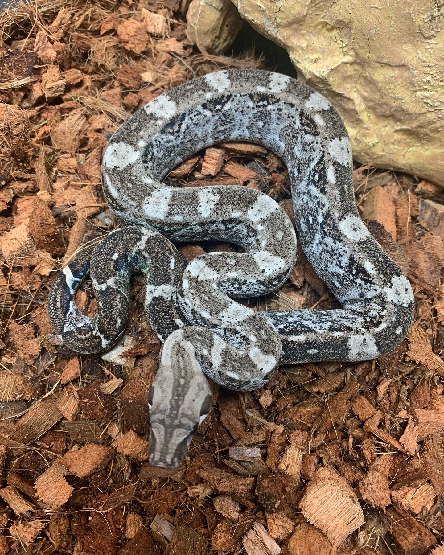 Imperial Boids - The last of the 2021 Caye Caulker Boas...