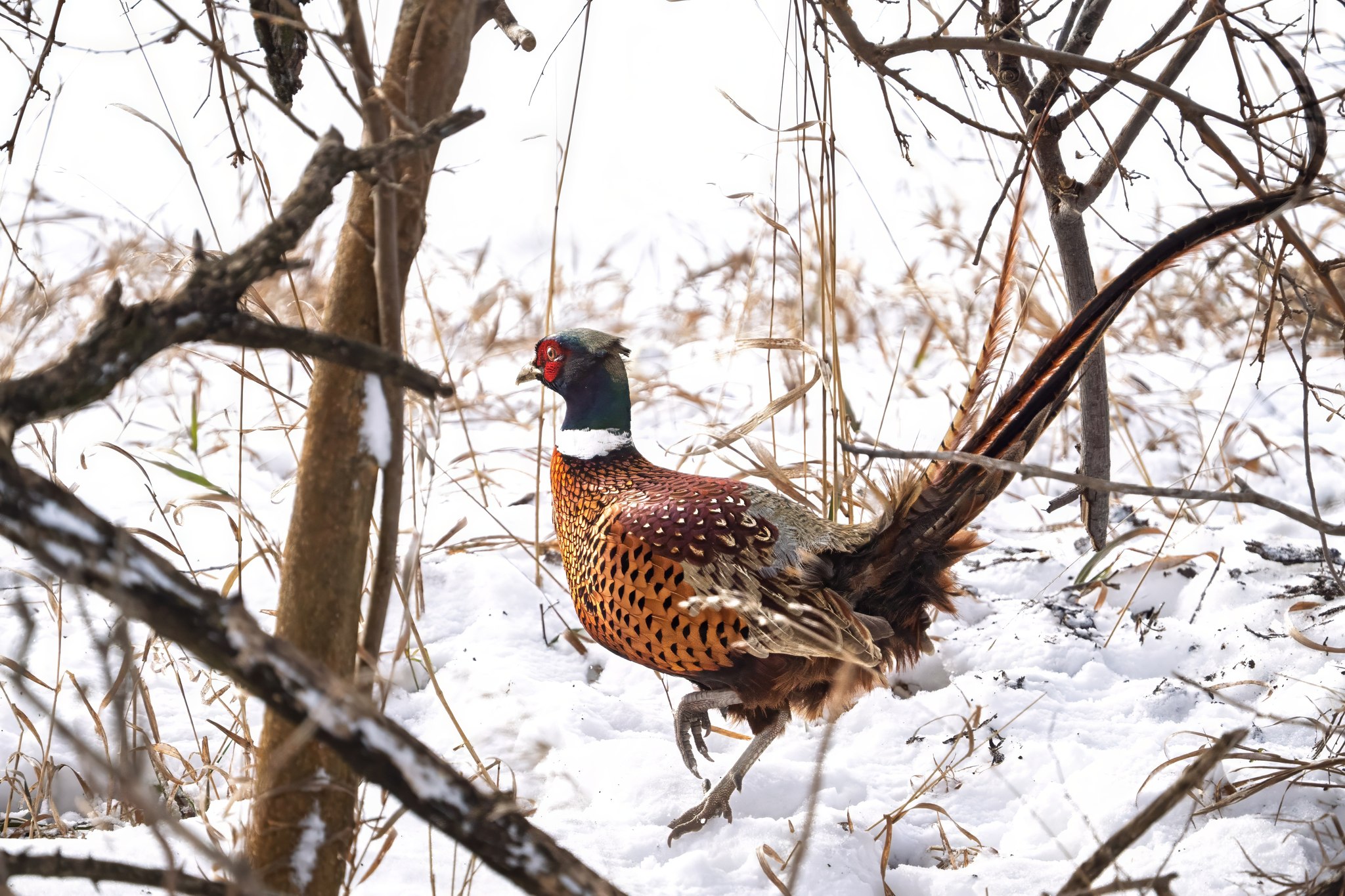 this ole boy has some serious... - jwolf WILD photography | Facebook