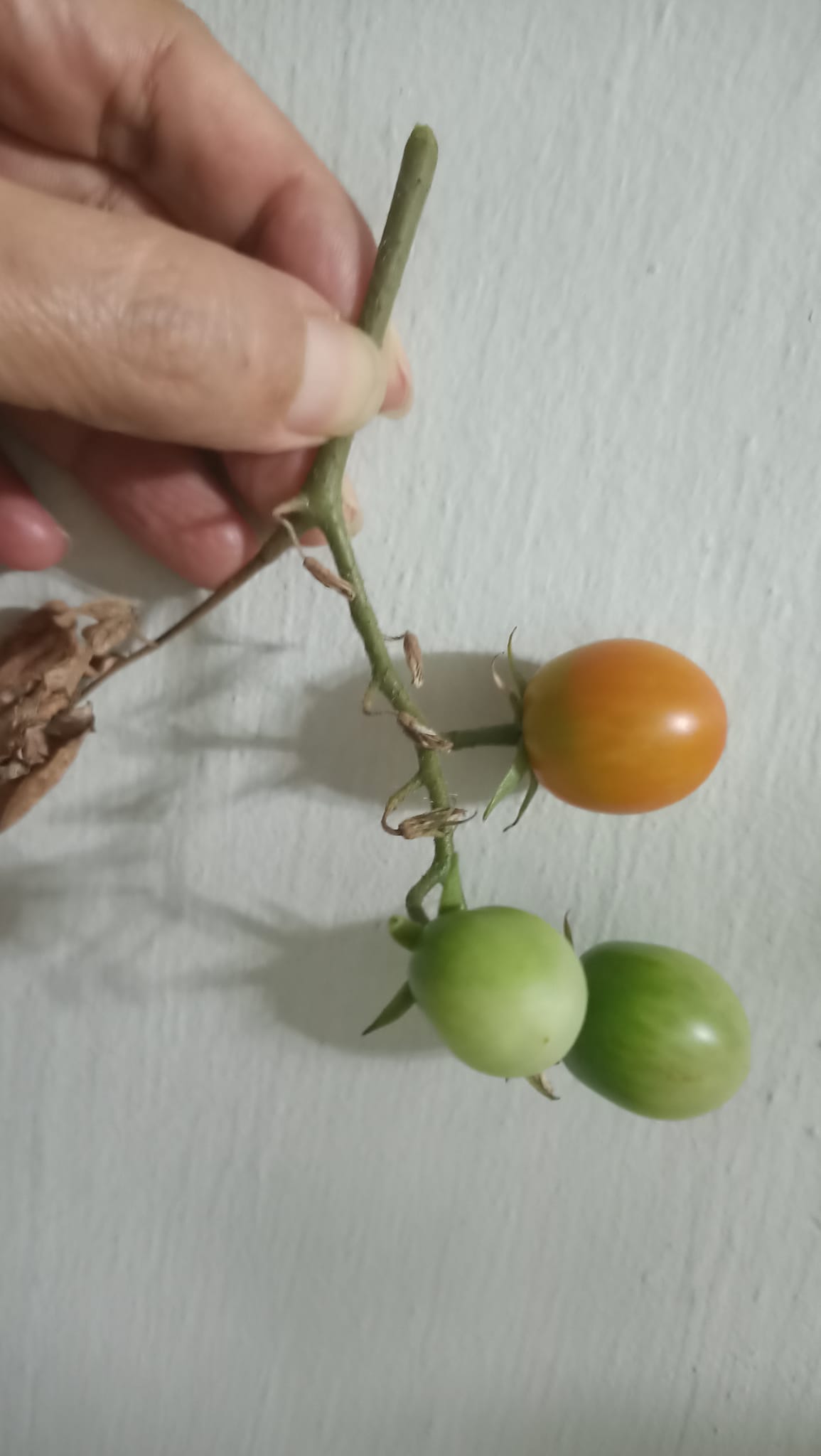 Flowers dharma - Plucked n let it ripe vs ripen on plant....