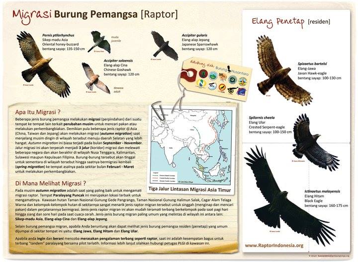 Hai kawans pengamat burung... - Suaka Elang(Raptor Sanctuary) | Facebook