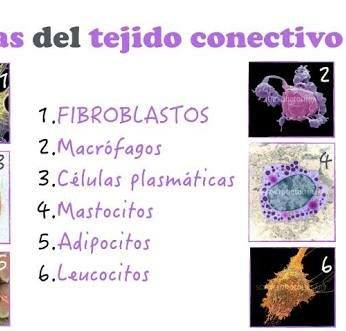 Enfermedad Mixta Del Tejido Conectivo México Home Facebook - 