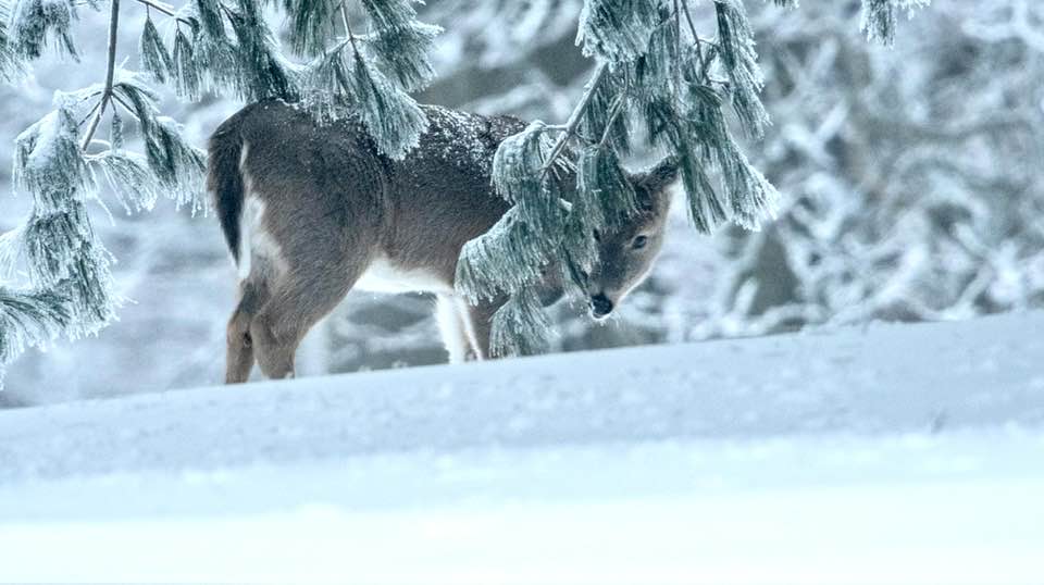 jwolf - ️🌲⛄️ | Facebook