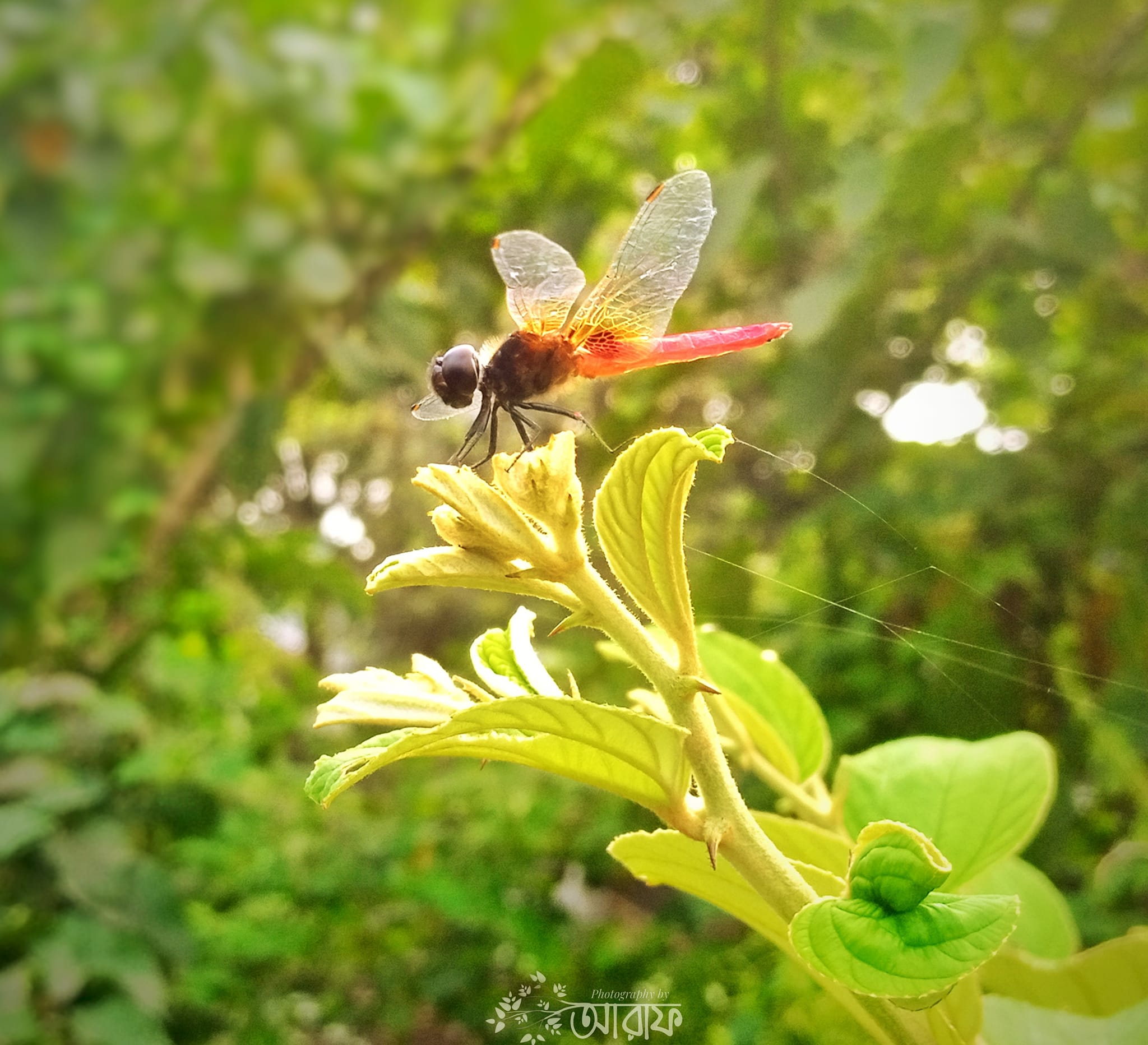 রংপুর ফটোগ্রাফি বাংলাদেশ (Rangpur Photography Bangladesh) | Mini ...