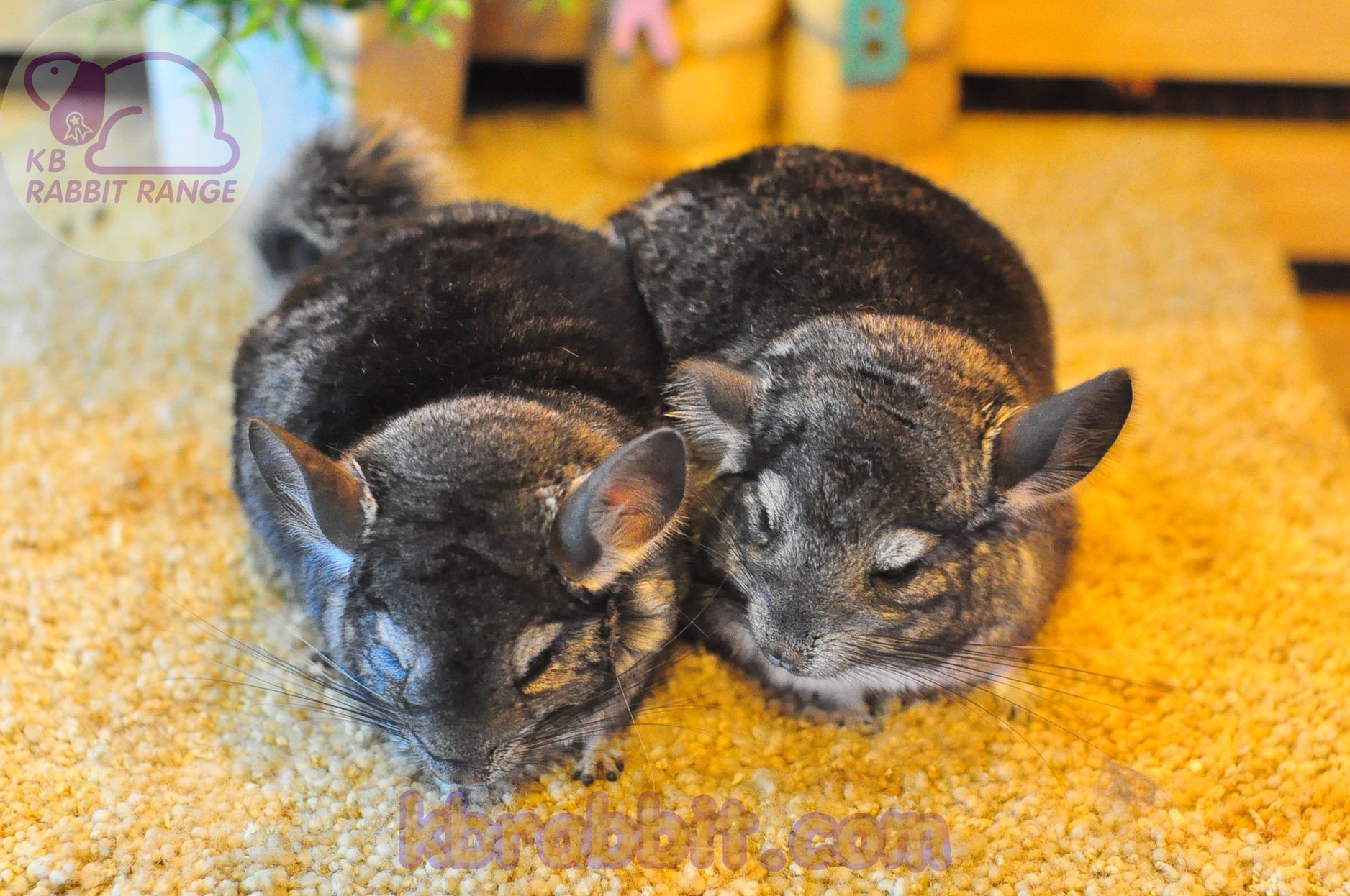 KB Rabbit - Standard ( Sapphire Carrier ) มินนี่1 กับ...