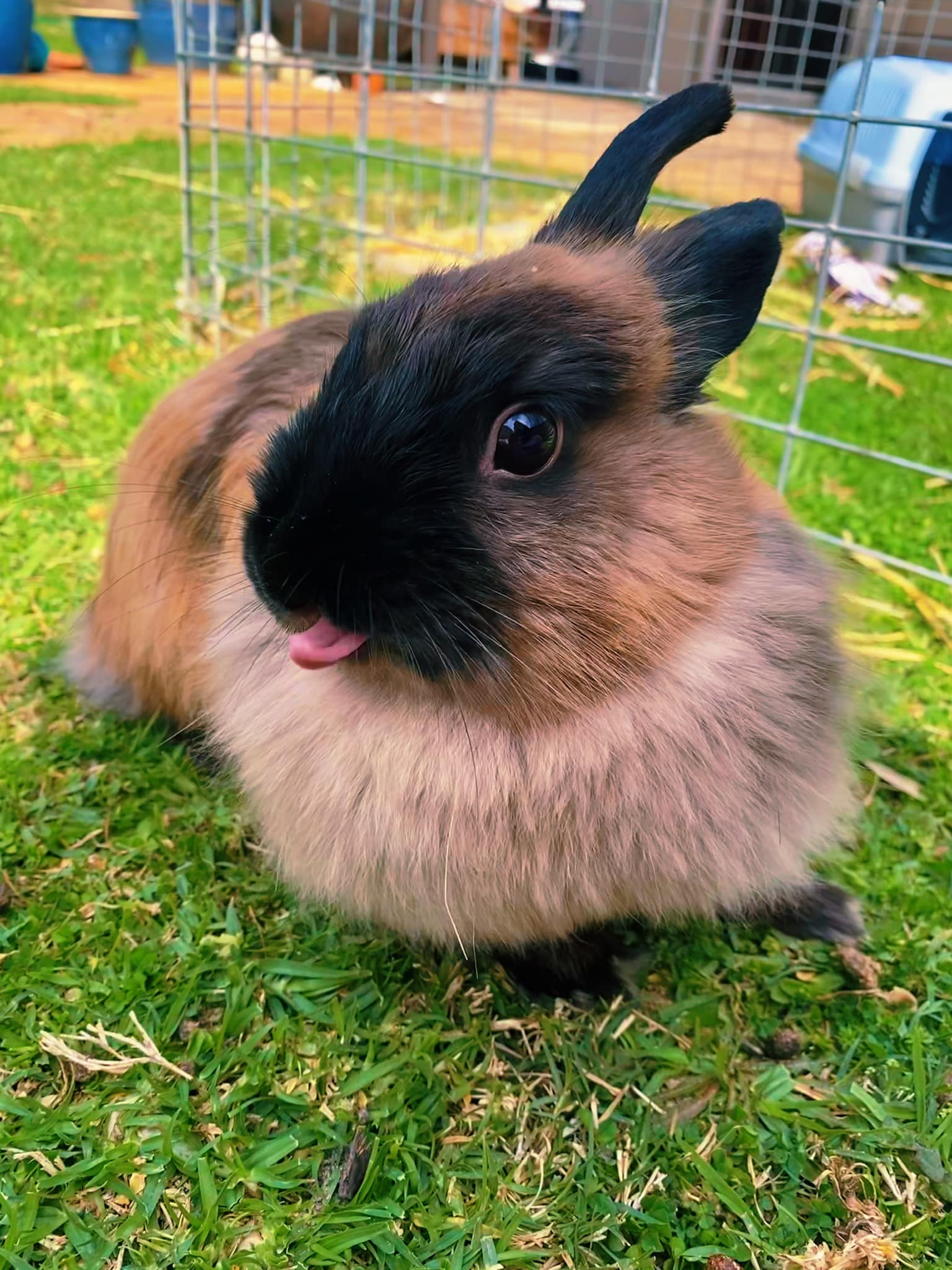🐰 SPONSOR A STERILIZATION FOR... - Noordhoek Bunny Rescue | Facebook