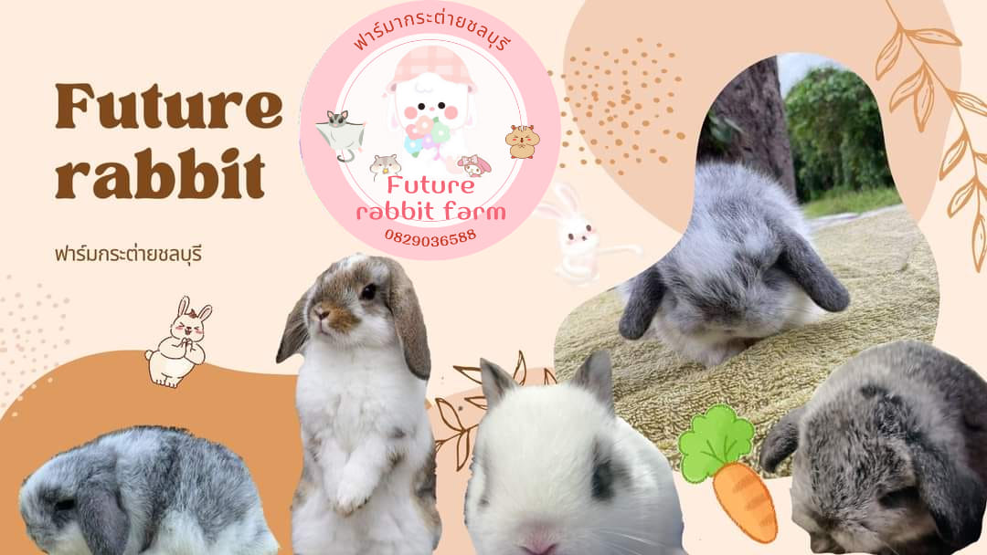 Future rabbit ฟาร์มกระต่ายชลบุรี