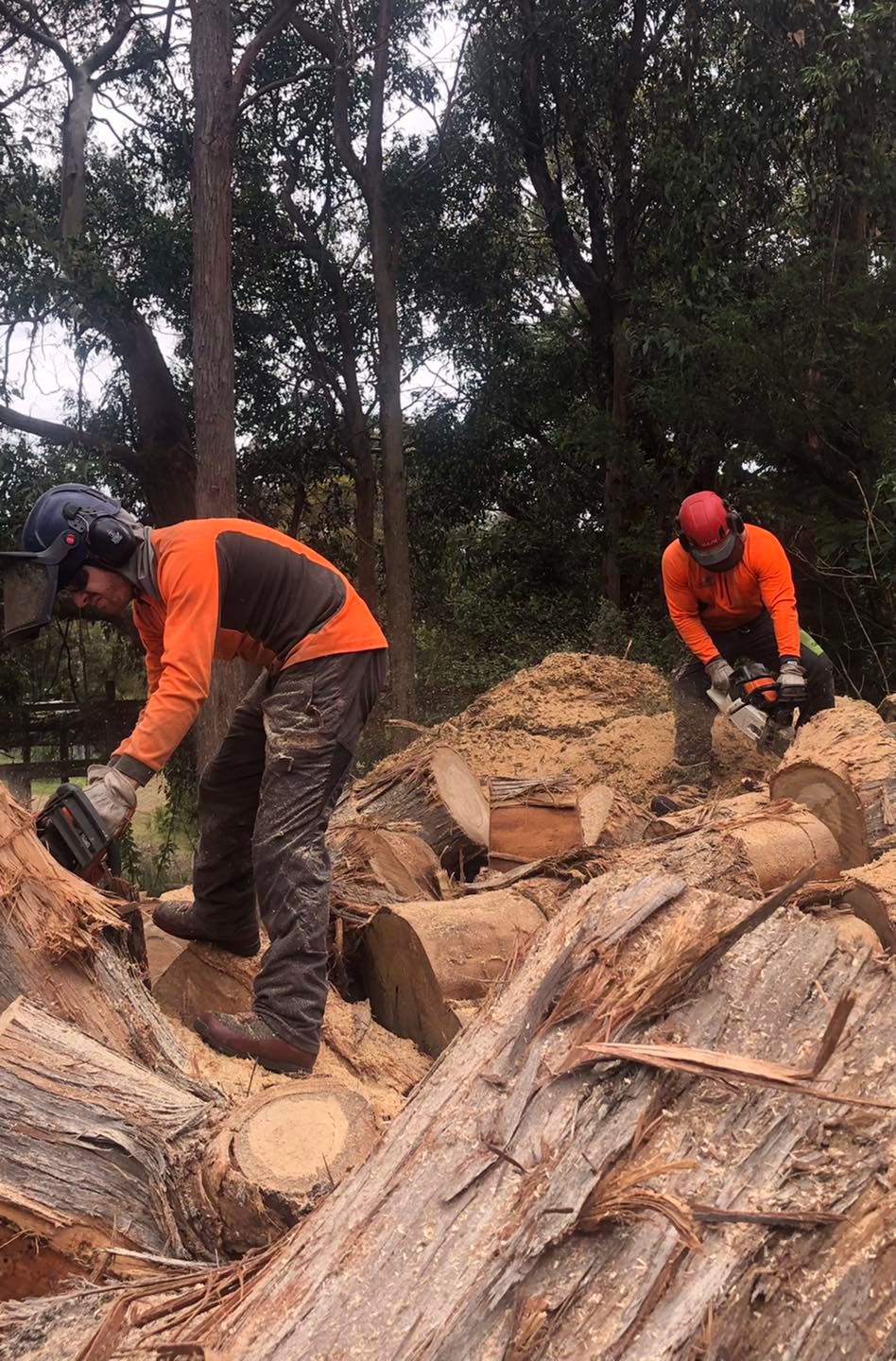 Charlie's Tree Service | South Hobart TAS
