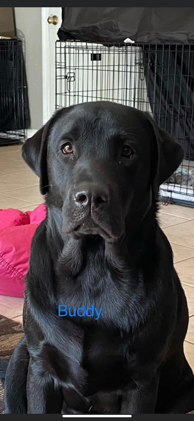 True English Labradors retrievers USA