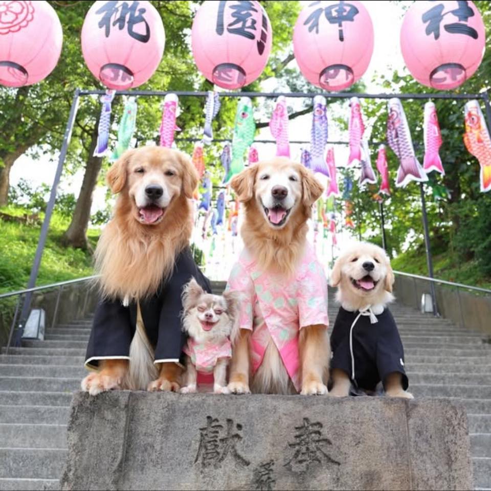 黃金 Gｏlｄeｎ Etusivu Facebook