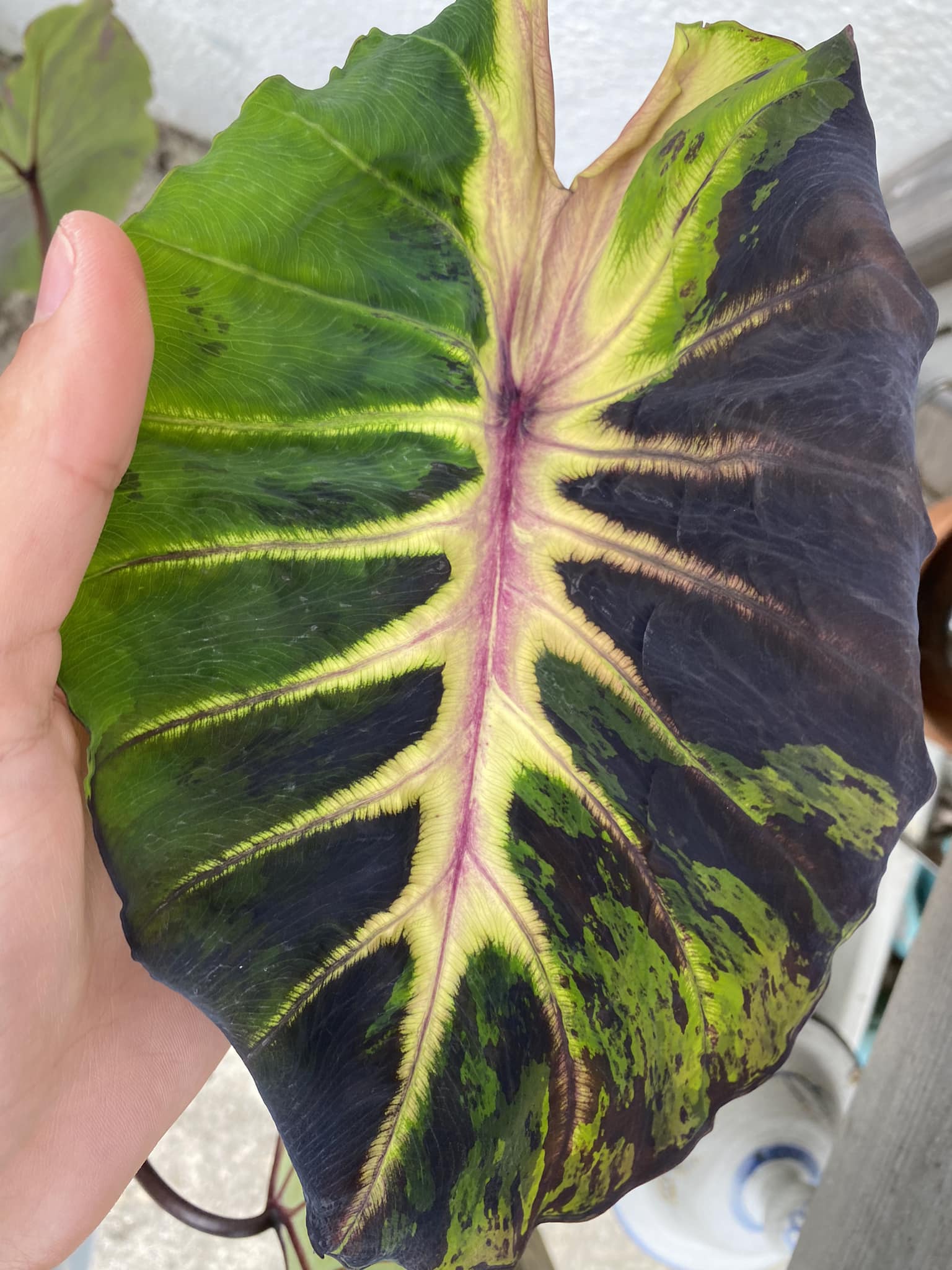 Colocasia​ Forest​ Sunrays So​ Beautiful​ 🇹🇭