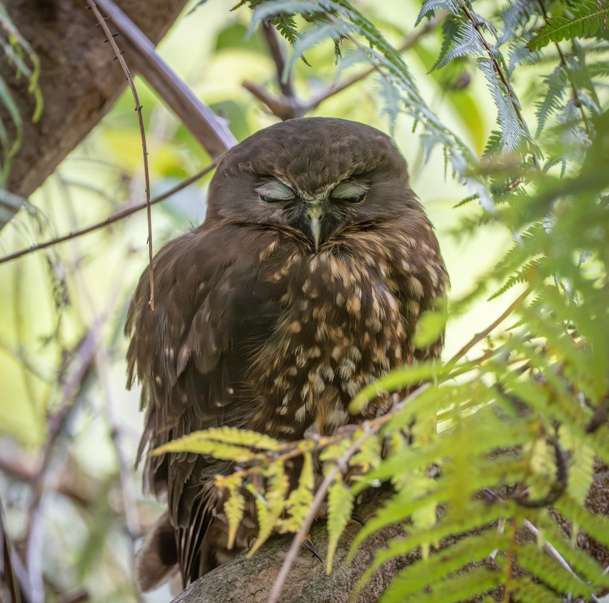 Panmure Remember When | This sleepy Morepork /Ruru aka the NZ Owl is ...