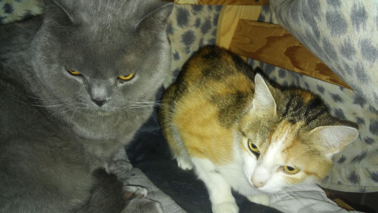 Apollo Und Molly Von Uns Auch Liebevoll Tierheim Herne Wanne