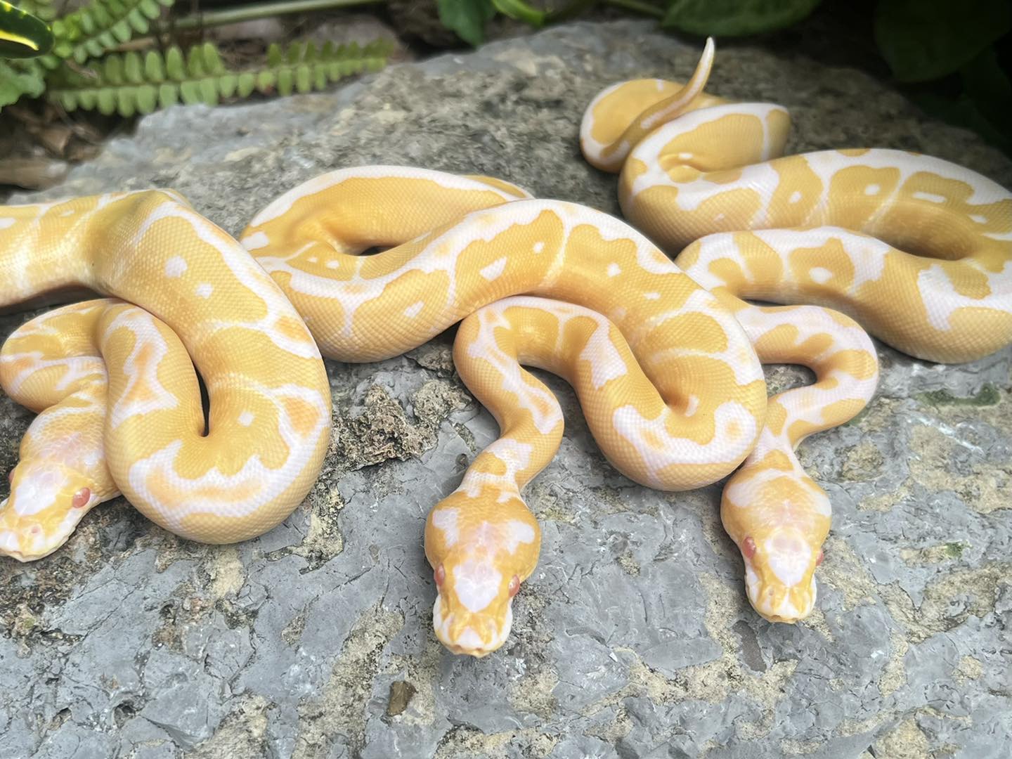 Nightfall Ball Pythons
