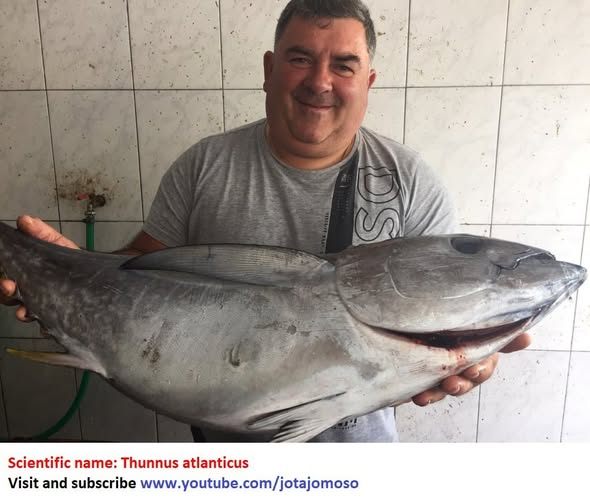 Sousa - Albacora Thunnus atlanticus | Facebook