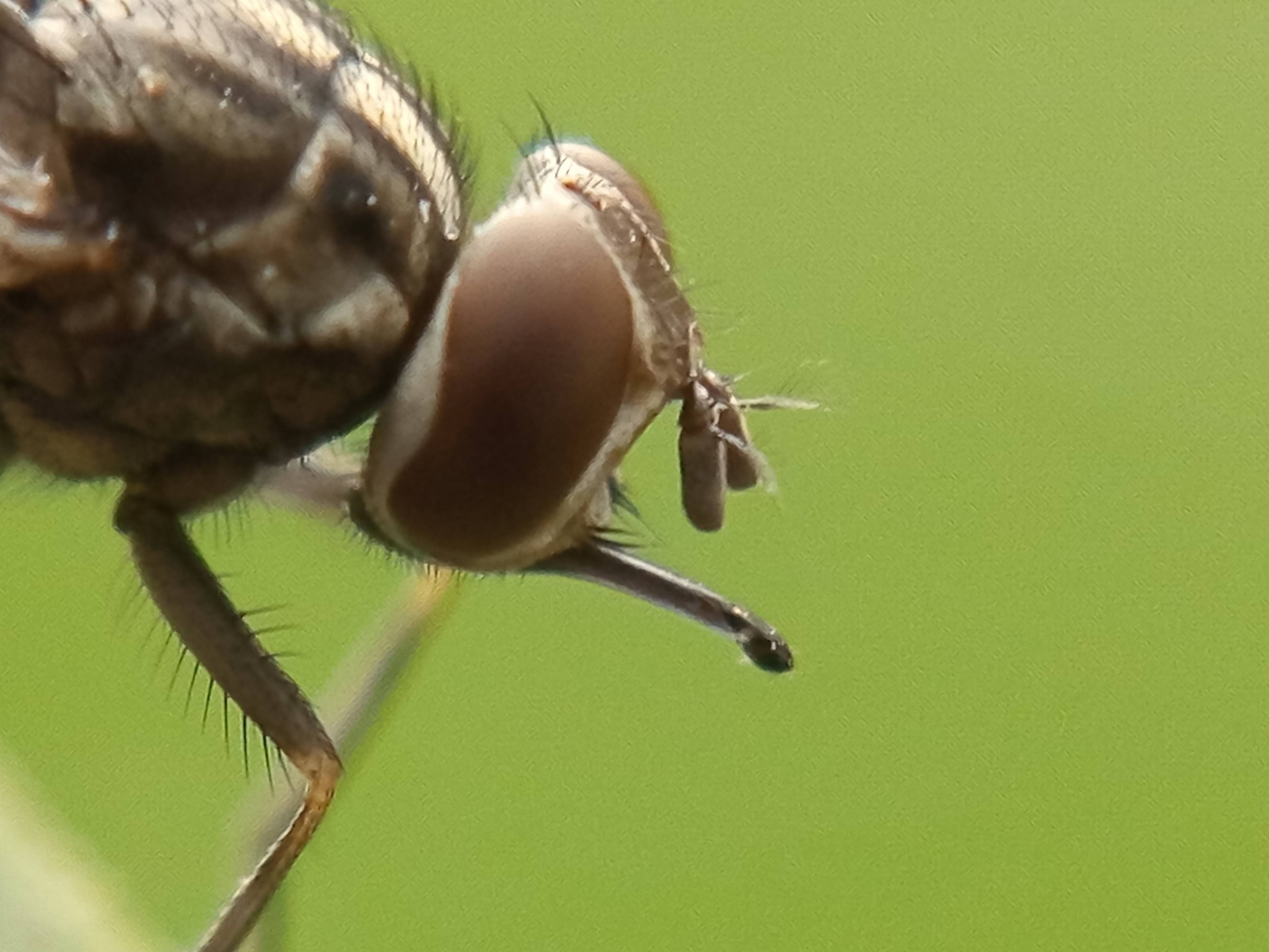Md Munsur Mia - 🪰স্টেবল ফ্লাই (Stable Fly)। সাধারণ নাম:... | Facebook