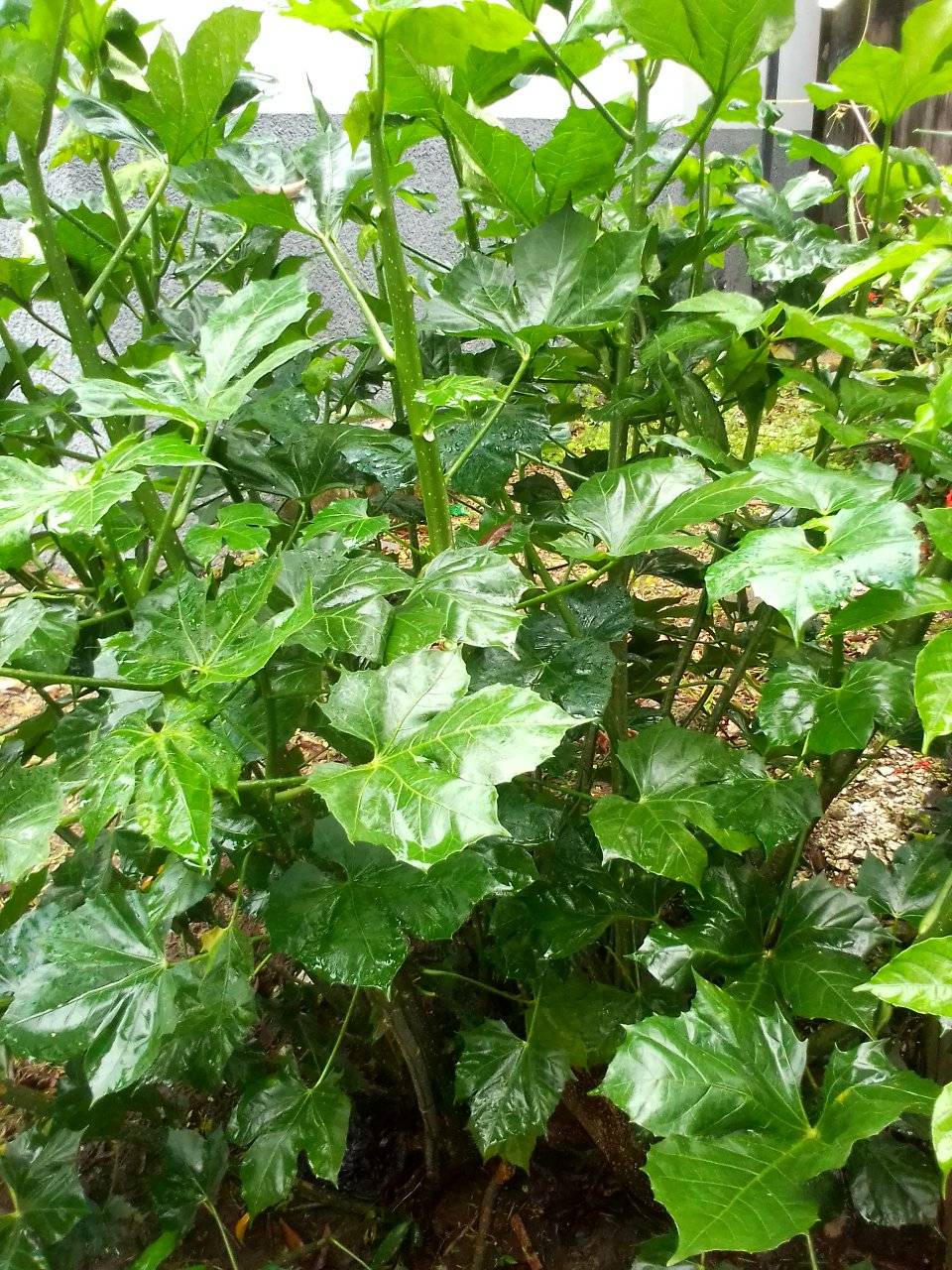 Salem - Discover Jerusalem Ugu, The Super Green You Need! 🌿 Have you ...