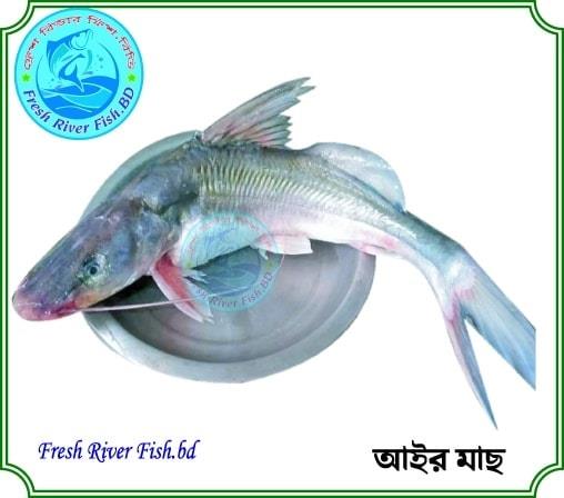 Fresh River Fish.BD | Dhaka