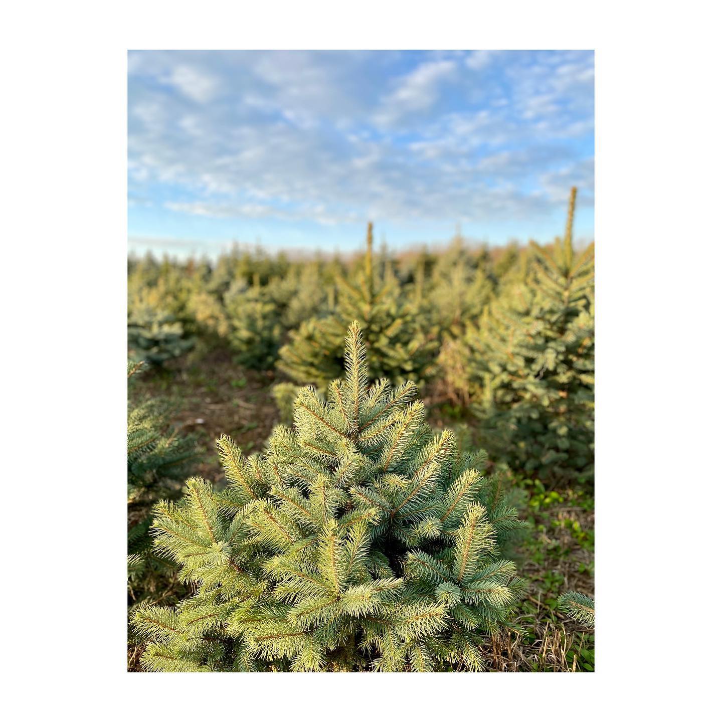 Brontie - 🌲🌲🌲 CONCOURS 🌲🌲🌲 Parce qu’il est bientôt...