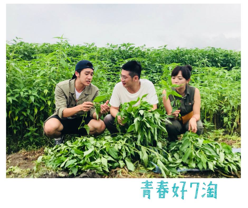 青春好7淘-iSET 採收好吃的麻芛，也是要付出一些代價的 (擦汗)... - 林金生香 Wish Lin 百年糕餅店
