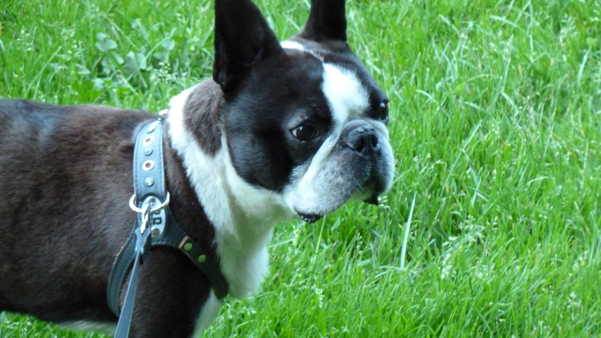 Tao of Angus