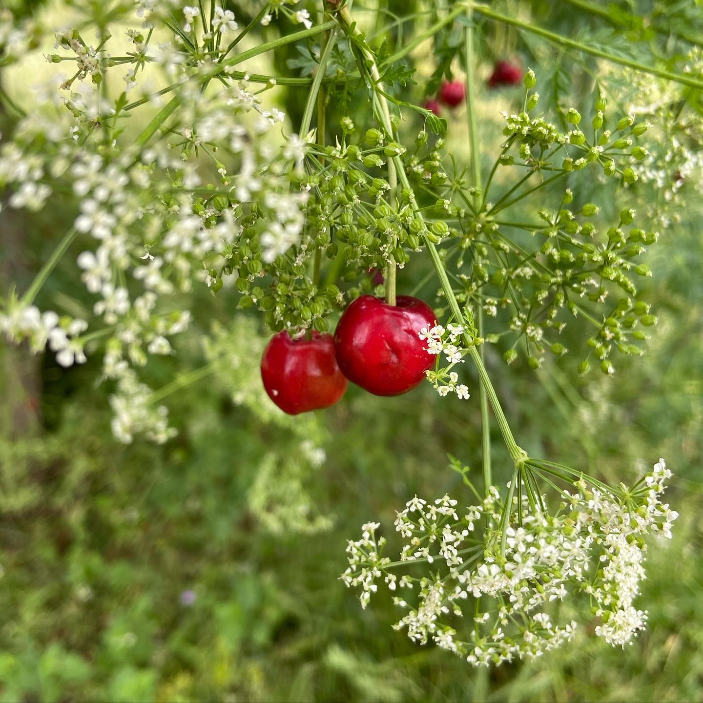 The cherry trees in my park are full to bursting with little cherries 🍒 ...