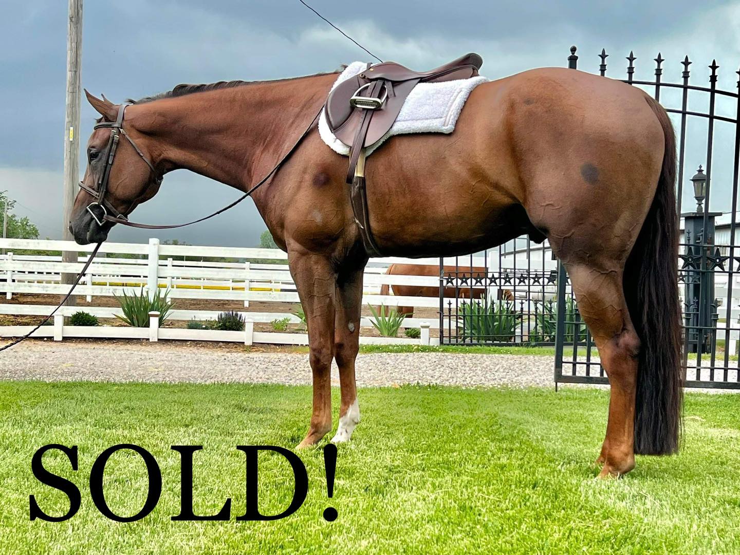 🎉CONGRATULATIONS TO🎉... - Mark Harrell Equine Marketing | Facebook